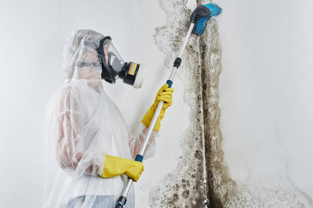 Best Attic Mold Removal  in Thibodaux, LA