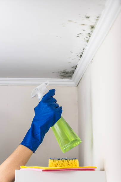 Best Attic Mold Removal  in Thibodaux, LA