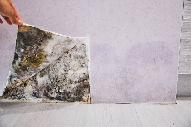 Best Toxic Mold Removal  in Thibodaux, LA